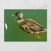 Duck in Boston Public Garden beroemd gemaakt door Briefkaart (Voorkant)