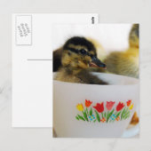 Duck in een Teacup Briefkaart (Voorkant / Achterkant)