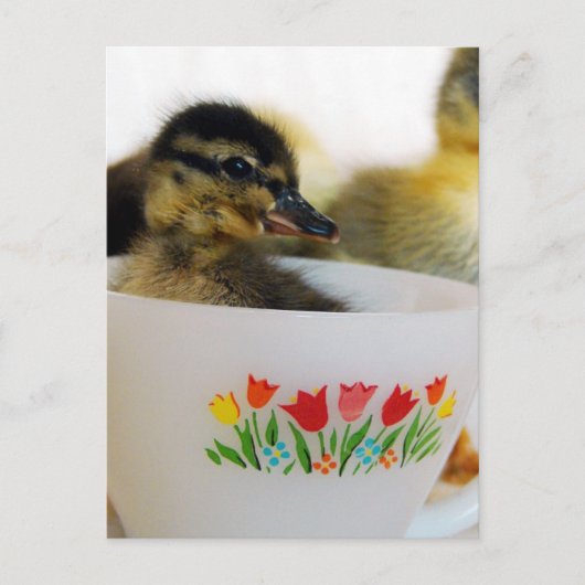 Duck in een Teacup Briefkaart (Voorkant)