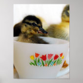 Duck in een Teacup Poster (Voorkant)