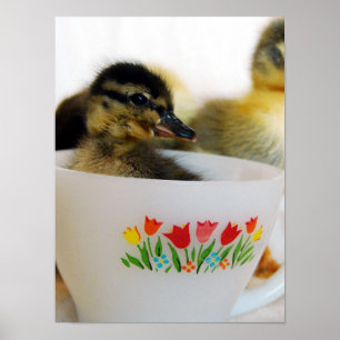 Duck in een Teacup Poster