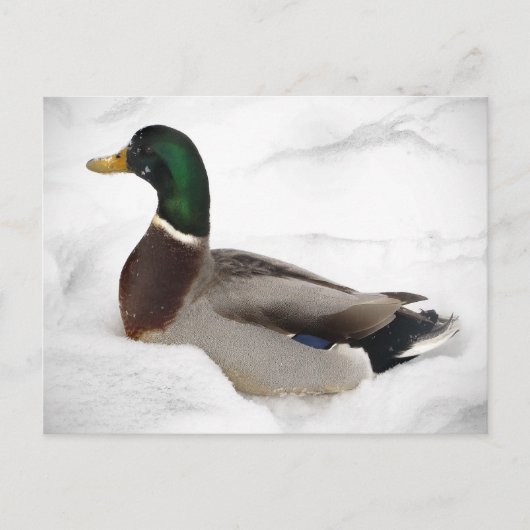 Duck in Snow Briefkaart (Voorkant)