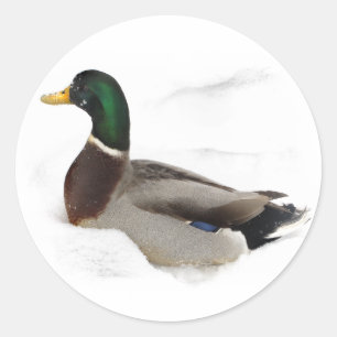 Duck in Snow Ronde Sticker