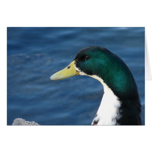 Duck in the Park (Voorkant Horizontaal)