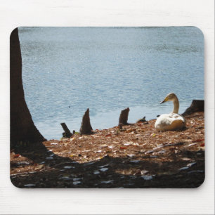Duck in the Sun Muismat
