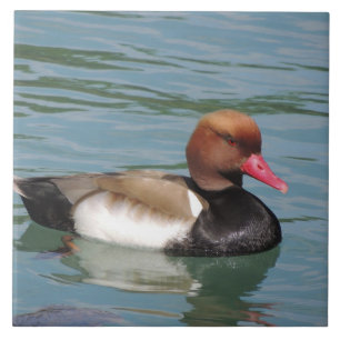 Duck in the Water Tegeltje