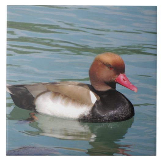 Duck in the Water Tegeltje (Voorkant)