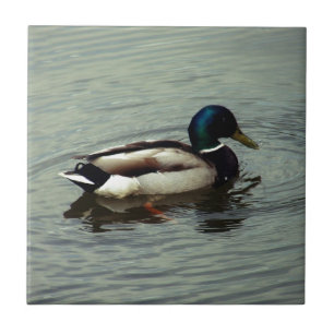 Duck in the Water Tegeltje