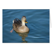 Duck in Water (Voorkant Horizontaal)
