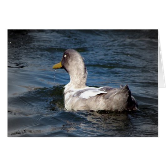 Duck in Water (Voorkant Horizontaal)