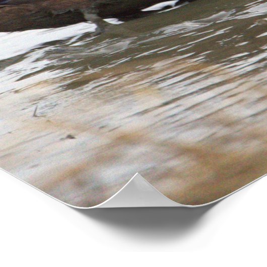 Duck in Water Poster (Hoek)