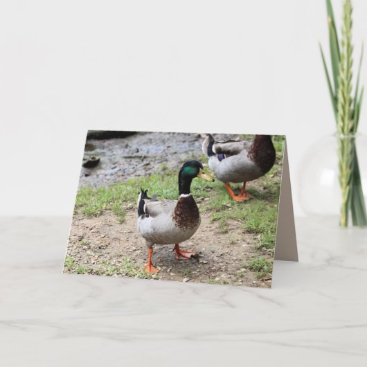 Duck Kaart (Voorkant)
