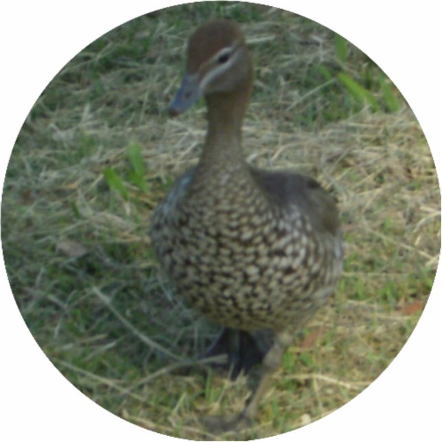 Duck Kerstversiering Fotobeeldje Ornament (Voorkant)