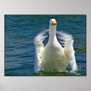 Duck-klapafdruk Poster