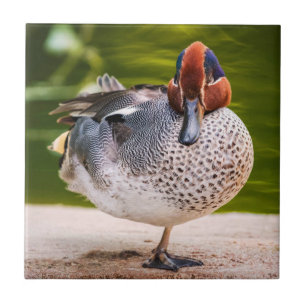 Duck krijgt een been omhoog tegeltje