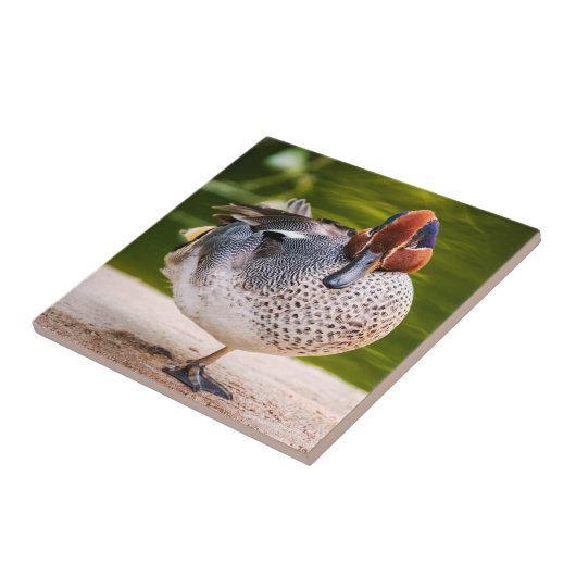 Duck krijgt een been omhoog tegeltje (Zijkant)