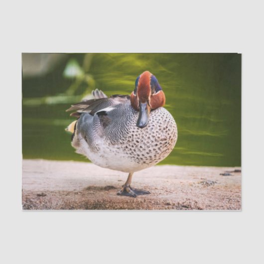 Duck krijgt een been omhoog tissuepapier (Voorkant)