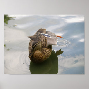 Duck Lake Print