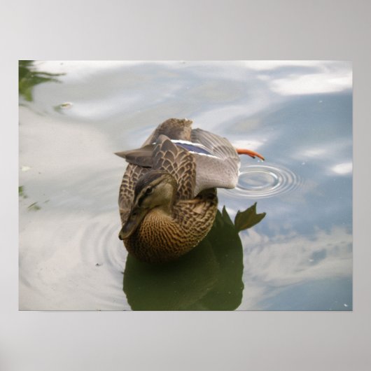 Duck Lake Print (Voorkant)