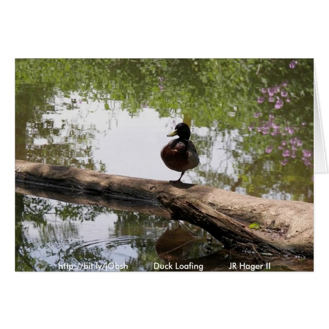 Duck Loafing (Voorkant Horizontaal)