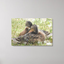 Duck Love Canvas Afdruk
