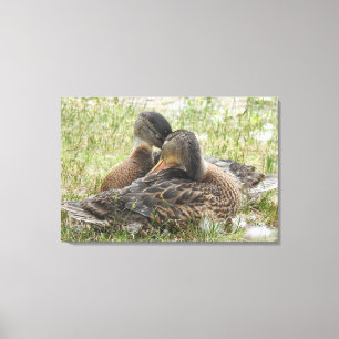 Duck Love Canvas Afdruk