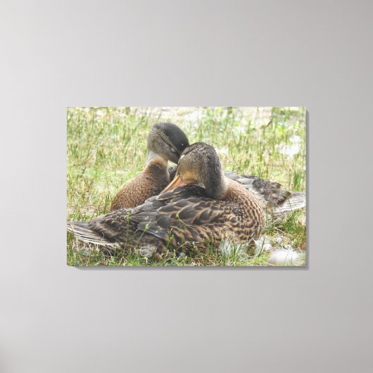 Duck Love Canvas Afdruk (Voorkant)