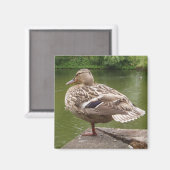 Duck Magnet (Voorkant / Achterkant)