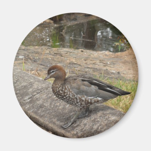 Duck Magnet (Voorkant)