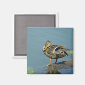 Duck Magnet (Voorkant / Achterkant)
