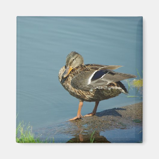 Duck Magnet (Voorkant)