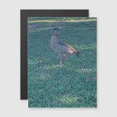 Duck Magnet (Voorkant / Achterkant)