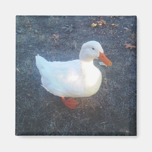 Duck Magnet (Voorkant)