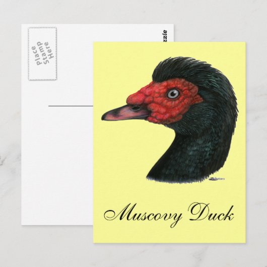 Duck: Muscovy Head Briefkaart (Voorkant / Achterkant)