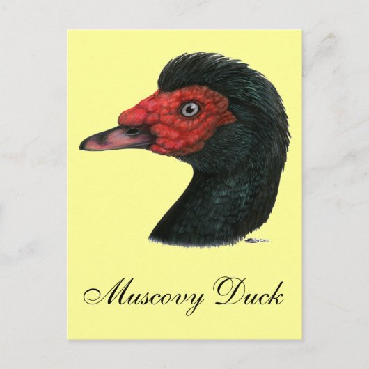 Duck: Muscovy Head Briefkaart (Voorkant)