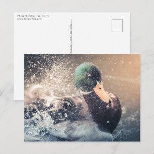 Duck Natuur Foto Briefkaart