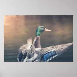 Duck Natuur Photo Poster