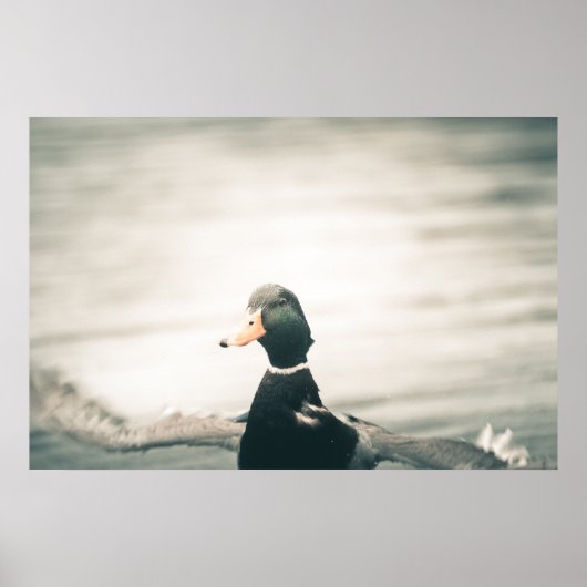 Duck Natuur Photo Poster (Voorkant)