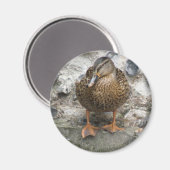 Duck on a Wall Magnet (Voorkant / Achterkant)