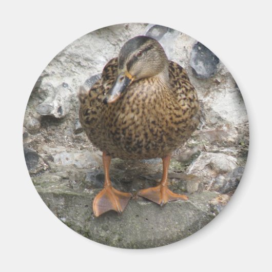 Duck on a Wall Magnet (Voorkant)