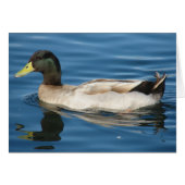 Duck on the Water (Voorkant Horizontaal)