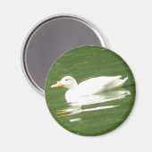 Duck on the water Magnet (Voorkant / Achterkant)