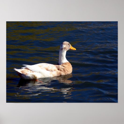 Duck on the Water Poster (Voorkant)