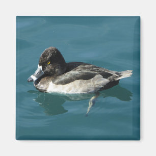 Duck on Water Black White Ring Neck Lake Animal Magneet