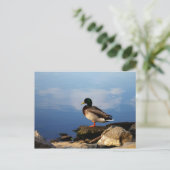 Duck on Waters Edge Briefkaart (Staand voorkant)