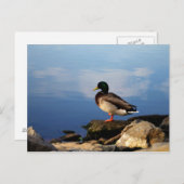 Duck on Waters Edge Briefkaart (Voorkant / Achterkant)