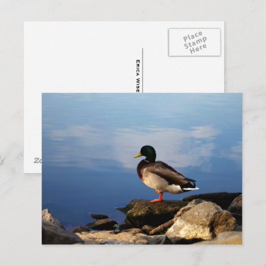 Duck on Waters Edge Briefkaart (Voorkant / Achterkant)
