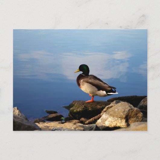Duck on Waters Edge Briefkaart (Voorkant)