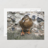 Duck op een Wall Briefkaart (Voorkant / Achterkant)