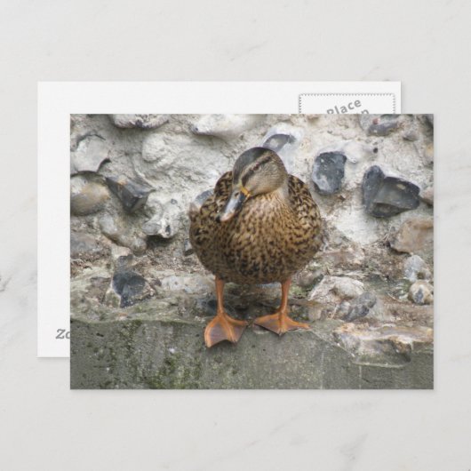 Duck op een Wall Briefkaart (Voorkant / Achterkant)